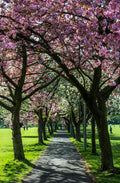 Boys Brigade Walk blossom