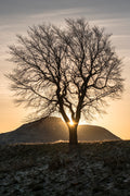 Calton tree sunburst