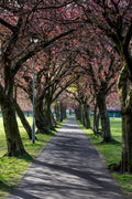 Coronation Walk April 2021