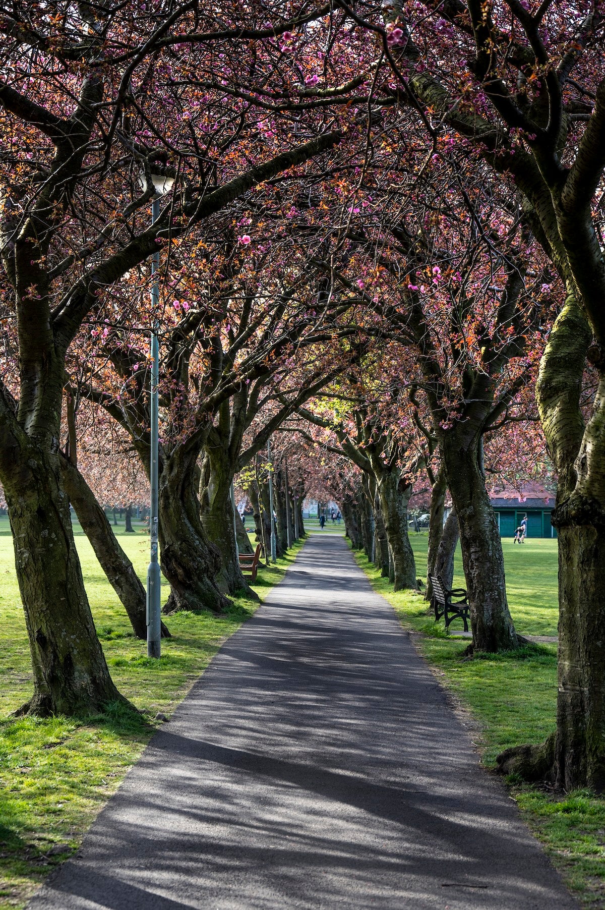 Coronation Walk April 2021