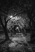 Coronation Walk at night