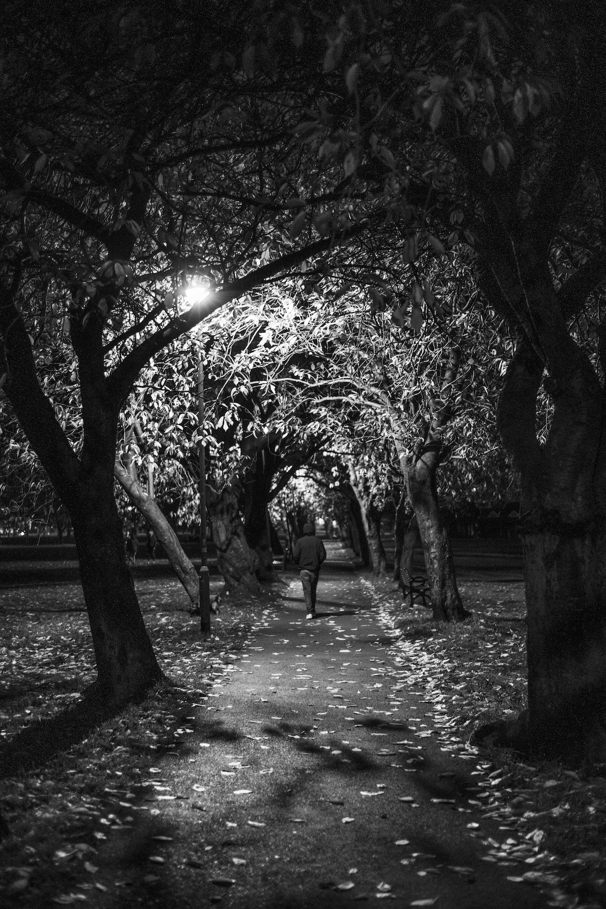 Coronation Walk at night