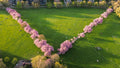 Meadows cherry blossom drone view