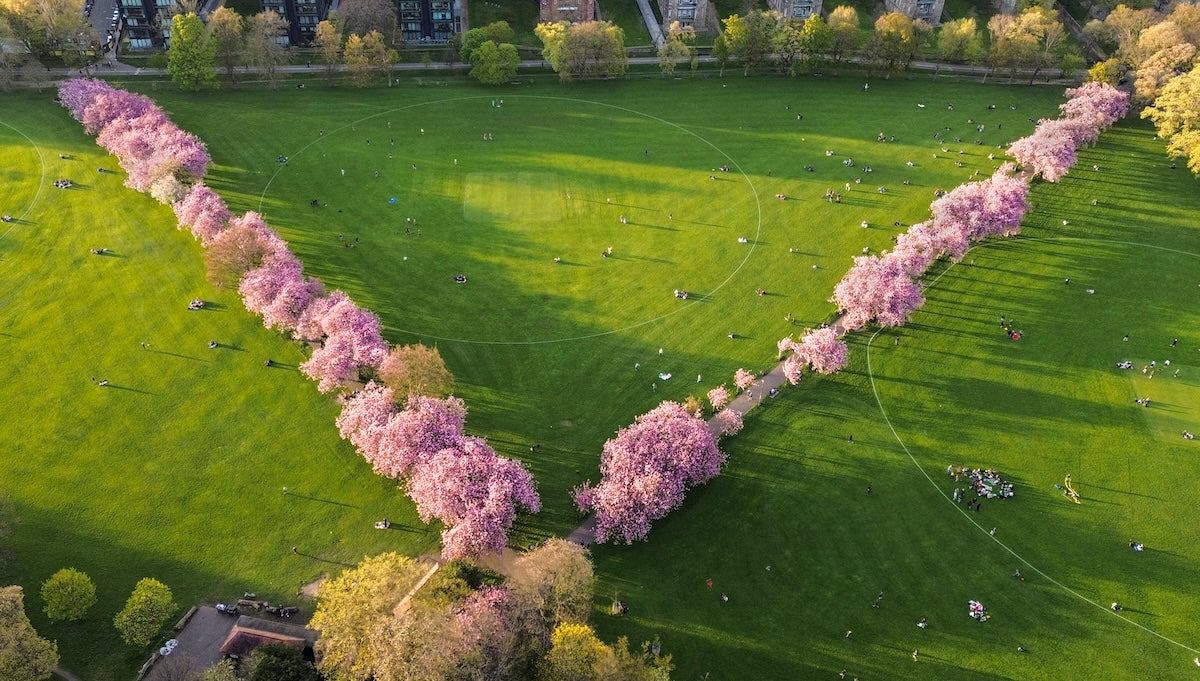 Meadows cherry blossom drone view
