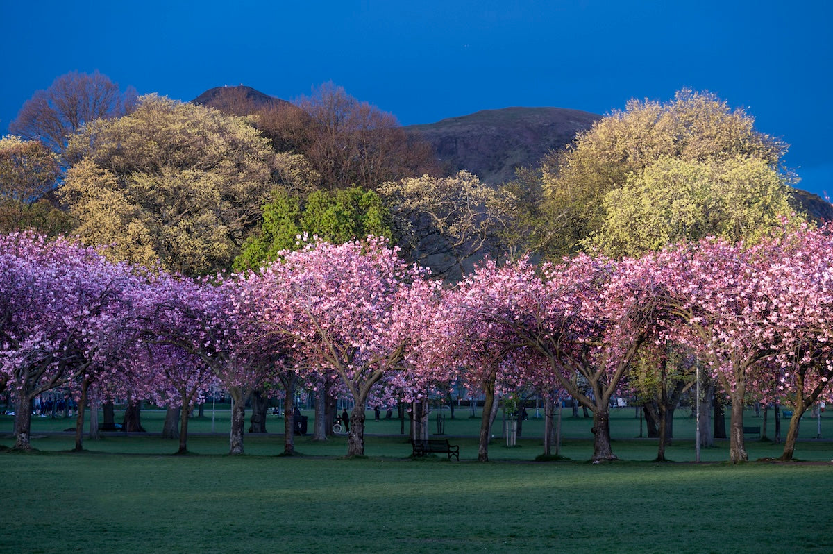 Meadows blossom and dark sky