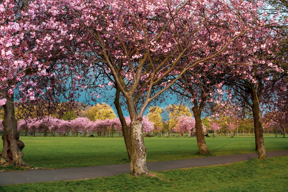 Meadows blossom April 2021