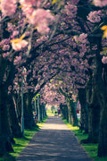 Meadows blossom April 2022