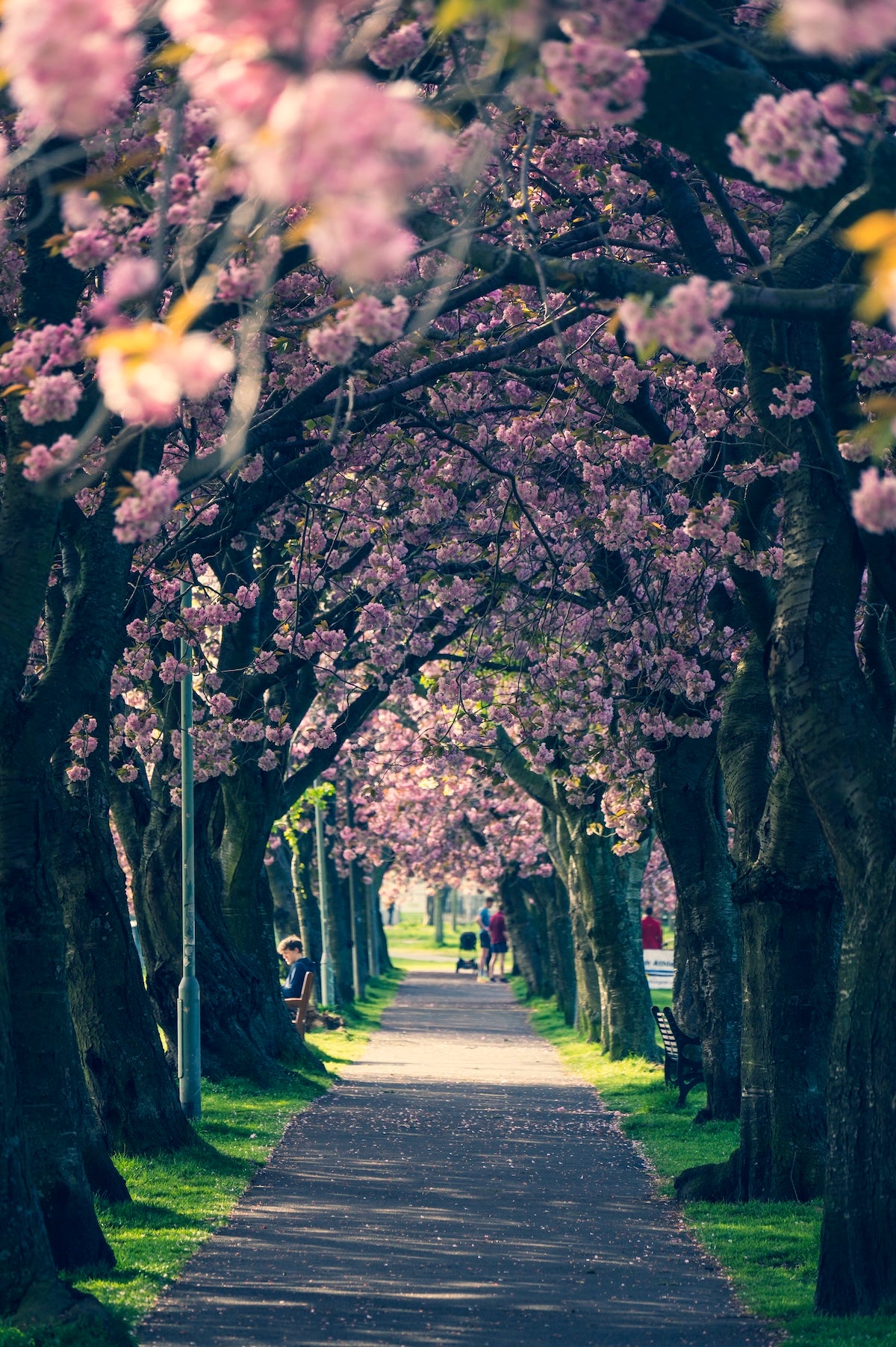 Meadows blossom April 2022