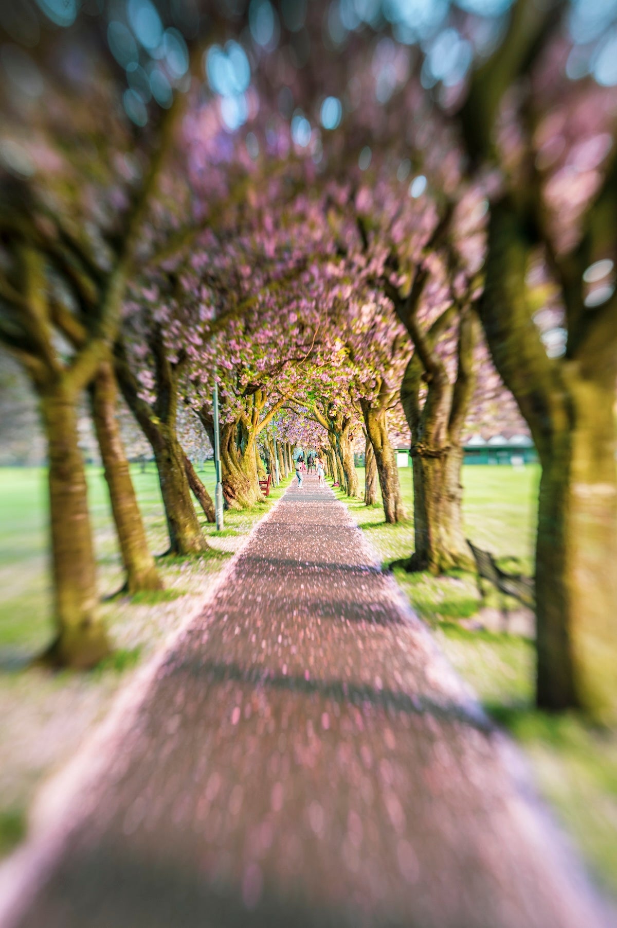 Meadows blossom lensbaby 2019