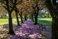 Meadows carpet of blossom