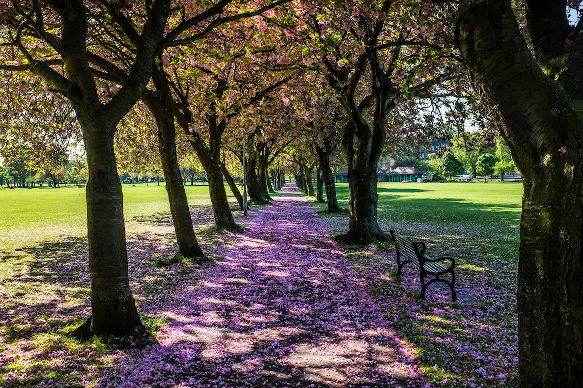 Meadows carpet of blossom